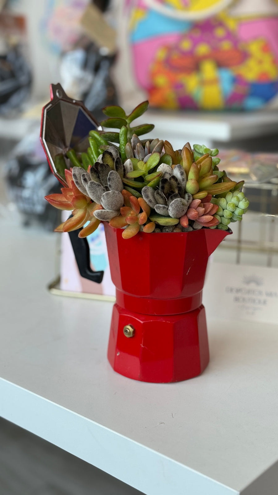 Cafeteras & Succulents – A Planting Workshop with La Succulenta